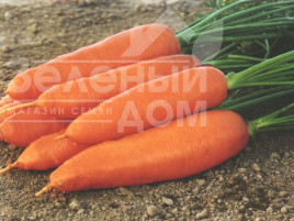 Насіння моркви Коріна / Korina,127-132 дні купити оптом і в роздріб в Україні за вигідною ціною