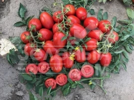 Семена томатов 9905 F1 / 9905 F1,110-115 дней купить оптом и в розницу в Украине по выгодной цене