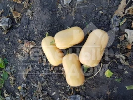 Семена тыквы Тиана F1 / Tiana F1,90-95 дней купить оптом и в розницу в Украине по выгодной цене