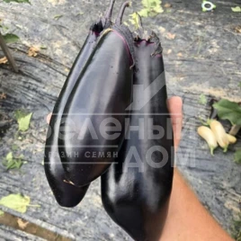 Семена баклажана Ден F1 / Den F1,50 дней купить оптом и в розницу в Украине по выгодной цене