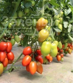Семена томатов Бакалар F1 / Bakalar F1, 65 дней купить оптом и в розницу в Украине по выгодной цене