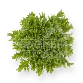 Семена салата Корби / Korbi купить оптом и в розницу в Украине по выгодной цене