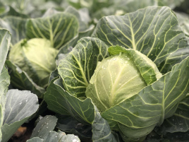 Насіння капусти білокачанної Сплеш бол F1 / Splesh bol F1,45-47 днів купити оптом і в роздріб в Україні за вигідною ціною