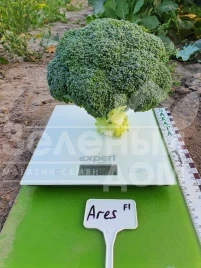 Семена капусты брокколи Арес F1 / Ares F1, 60-70 дней купить оптом и в розницу в Украине по выгодной цене