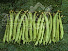 Насіння спаржевої квасолі Палома F1 / Paloma F1 купити оптом і в роздріб в Україні за вигідною ціною
