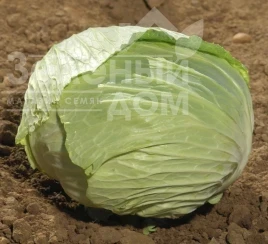 Семена капусты белокочанной Свити F1 / Sviti F1, 80-90 дней купить оптом и в розницу в Украине по выгодной цене