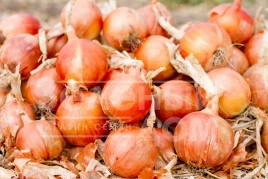 Лук репчатый Делфис F1 / Delfis F1,125-130 дней купить оптом и в розницу в Украине по выгодной цене