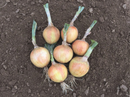 Цибуля ріпчаста Хайсінгер F1 / Hysinger F1,120-125 днів купити оптом і в роздріб в Україні за вигідною ціною