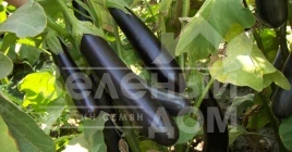 Семена баклажана Ирис F1 / Iris F1,60-65 дней купить оптом и в розницу в Украине по выгодной цене