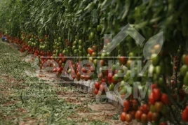 Семена томатов Эльза F1 / Elza F1,100 дней купить оптом и в розницу в Украине по выгодной цене