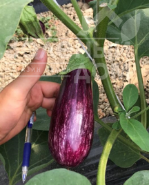 Насіння баклажанів ЦРХ 50141 F1 / CRX 50141 F1,60-65 днів купити оптом і в роздріб в Україні за вигідною ціною