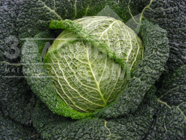 Насіння капусти савойської Віроса F1 / Wirosa F1,137 днів купити оптом і в роздріб в Україні за вигідною ціною