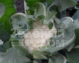 Семена капусты цветной Гудмен / Goodman,75 дней купить оптом и в розницу в Украине по выгодной цене