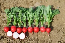 Семена редиса Донато F1 / Donato F1 купить оптом и в розницу в Украине по выгодной цене