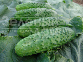 Насіння огірків Корвета F1 / Korveta F1 купити оптом і в роздріб в Україні за вигідною ціною