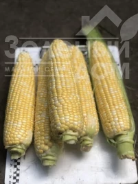 Семена кукурузы Экшен F1 / Action F1, 77 дней купить оптом и в розницу в Украине по выгодной цене