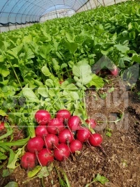 Семена редиса Виенна F1 / Vienna F1 купить оптом и в розницу в Украине по выгодной цене