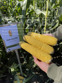 Насіння кукурудзи Хайглоу F1 / Highglow F1 купити оптом і в роздріб в Україні за вигідною ціною