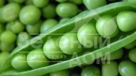 Семена гороха Норверт / Norvert купить оптом и в розницу в Украине по выгодной цене