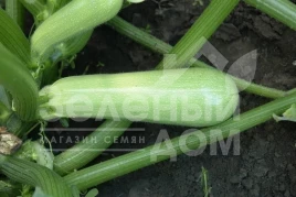 Семена кабачков Сцили F1 / Scilly F1,45 дней купить оптом и в розницу в Украине по выгодной цене