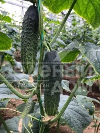 Семена огурцов Ратник(315) F1 / Ratnik(315) F1,33-35 дней купить оптом и в розницу в Украине по выгодной цене