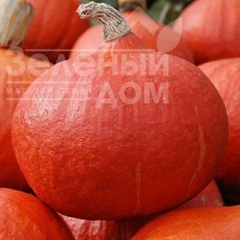 Семена тыквы Ухики Кури / Uhiki Kuri, 90-100 дней купить оптом и в розницу в Украине по выгодной цене