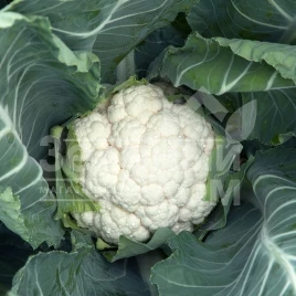 Семена капусты цветной Белькур F1 / Belcourt F1,70-85 дней купить оптом и в розницу в Украине по выгодной цене