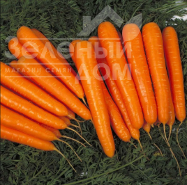 Насіння моркви Сіркана F1 / Sirkana F1,120-130 днів купити оптом і в роздріб в Україні за вигідною ціною