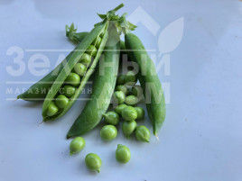 Насіння гороху Кінгсайз / Kingsize, 50-55 днів купити оптом і в роздріб в Україні за вигідною ціною