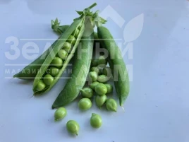 Насіння гороху Кінгсайз / Kingsize, 50-55 днів купити оптом і в роздріб в Україні за вигідною ціною