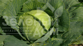 Насіння капусти білокачанної Пасадена F1 / Pasadena F1,50-55 днів купити оптом і в роздріб в Україні за вигідною ціною