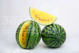 Насіння кавуна Покемон (LS 1809) F1 / Pokemon (LS 1809) F1 купити оптом і в роздріб в Україні за вигідною ціною