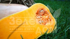 Семена тыквы Ариель F1 / Ariel F1,85-100 дней купить оптом и в розницу в Украине по выгодной цене