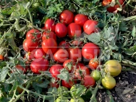 Семена томатов Баста F1 / Basta F1,110 дней купить оптом и в розницу в Украине по выгодной цене