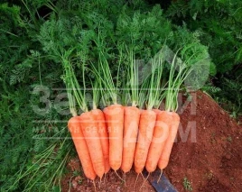 Семена моркови Диаменто F1 (VAC-75) / Diamento F1 (VAC-75),105-110 дней купить оптом и в розницу в Украине по выгодной цене