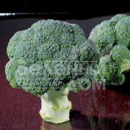 Семена капусты брокколи Чубби F1 / Chubby F1,75-80 дней купить оптом и в розницу в Украине по выгодной цене