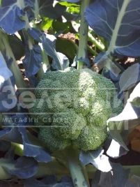 Семена капусты брокколи Самоа F1 / Samoa F1, 55-60 дней купить оптом и в розницу в Украине по выгодной цене