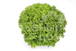 Семена салата Экспедишн / Expidition купить оптом и в розницу в Украине по выгодной цене