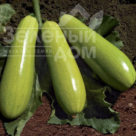 Насіння кабачків Язума F1 (КС 3714 F1) / Yazuma F1 (KS 3714 F1),35-40 днів купити оптом і в роздріб в Україні за вигідною ціною