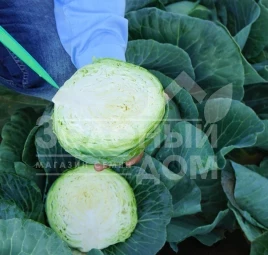 Семена капусты белокочанной Сир F1 / Sir F1,60 дней купить оптом и в розницу в Украине по выгодной цене