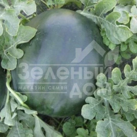 Семена арбуза ЦРХ 10041 F1 / CRX 10041 F1 купить оптом и в розницу в Украине по выгодной цене