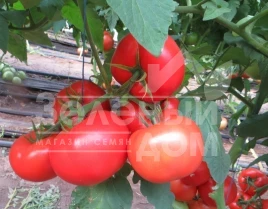 Семена томатов Целестин F1 / Celestin F1,65 дней купить оптом и в розницу в Украине по выгодной цене