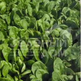 Семена шпината Пума F1 / Puma F1 купить оптом и в розницу в Украине по выгодной цене