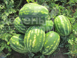 Насіння кавуна ЛС 1665 F1 / LS 1665 F1,58-60 днів купити оптом і в роздріб в Україні за вигідною ціною