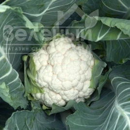 Капуста цветная Перето F1 / Pereto F1 ,90-95 дней купить оптом и в розницу в Украине по выгодной цене