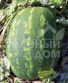 Семена арбуза Марана F1 / Marana F1, 65-70 дней купить оптом и в розницу в Украине по выгодной цене