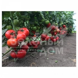 Семена томатов Саймон F1 / Saimon F1 купить оптом и в розницу в Украине по выгодной цене