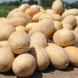 Семена дыни Ребекка F1 / Rebekka F1,67-71 день купить оптом и в розницу в Украине по выгодной цене