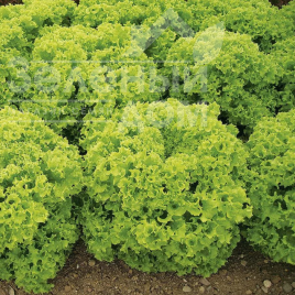 Насіння салату Кріска / Kriska купити оптом і в роздріб в Україні за вигідною ціною