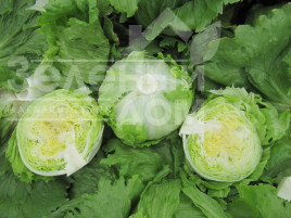 Насіння салату Даймонд / Daimond купити оптом і в роздріб в Україні за вигідною ціною